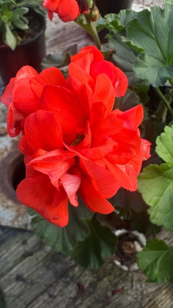 GERANIUM-ASSORTED_1Gardenview-nursery