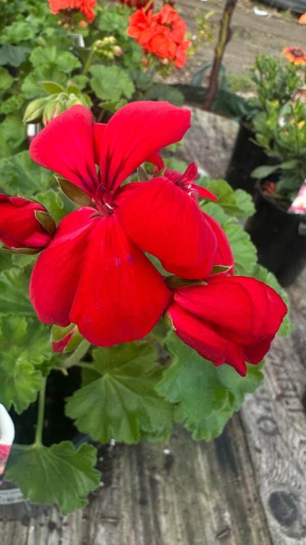 GERANIUM-ASSORTED_1Gardenview-nursery