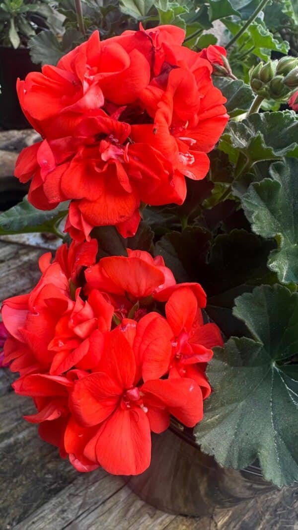 GERANIUM-ASSORTED_1Gardenview-nursery