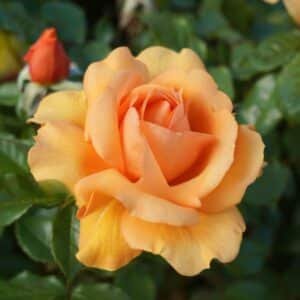 Golden-Beauty_GardenView-Nursery
