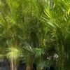 Golden Cane Palm _GardenView Nursery