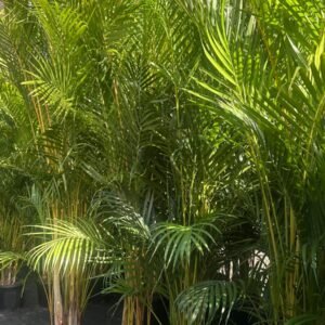 Golden Cane Palm _GardenView Nursery
