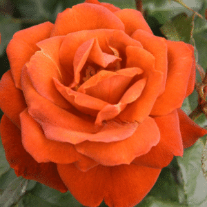 HotChocolate_GardenView-Nursery