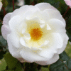 Ice-Princess_GardenView-Nursery