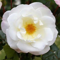 Ice-Princess_GardenView-Nursery