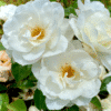 Iceberg_GardenView-Nursery