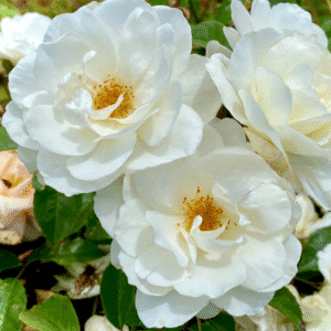 Iceberg_GardenView-Nursery