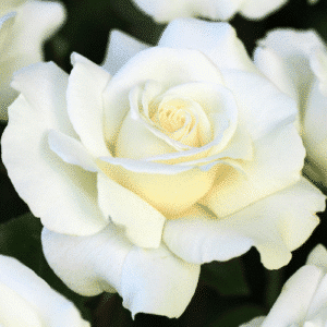 Icegirl_GardenView-Nursery