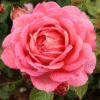 JublieeCelebration_GardenView-Nursery
