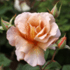 Julias-Rose-GardenView-Nursery