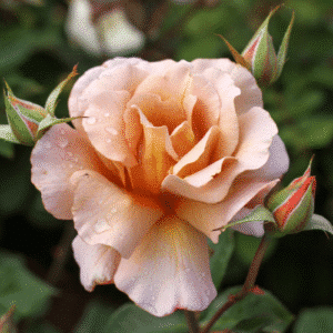 Julias-Rose-GardenView-Nursery