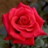 Kardinal_GardenView-Nursery