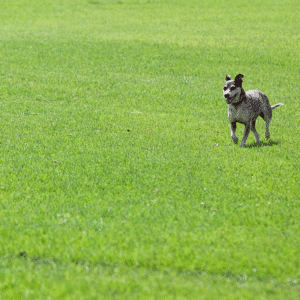 Kikuyu Lawn