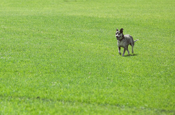 Kikuyu Lawn