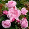 Kiss-Me-Kate_GardenView-Nursery