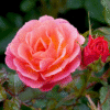 Mango-Tango_GardenView-Nursery