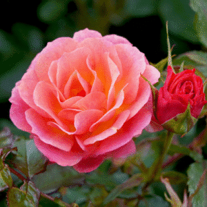 Mango-Tango_GardenView-Nursery