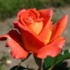 Monica_GardenView-Nursery
