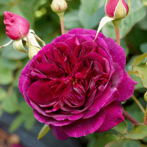 Munstead-Wood_Gardenview-Nursery