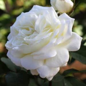 National-Pride_Gardenview-nursery