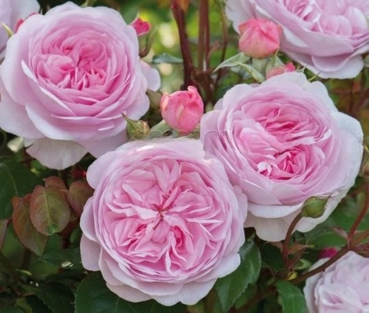 Olivia-Rose-Austin_GardenView-Nursery