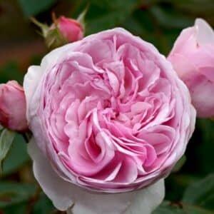 Olivia-Rose-Austin_GardenView-Nursery