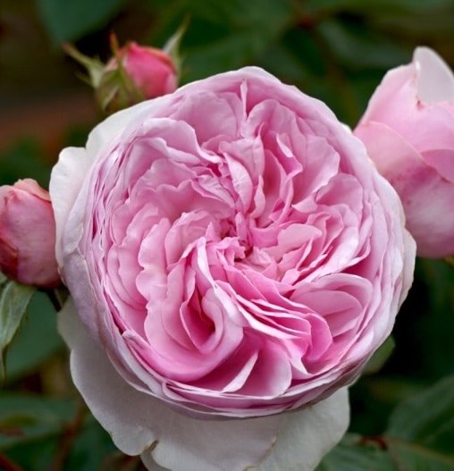 Olivia-Rose-Austin_GardenView-Nursery