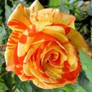 Oranges-Lemons_GardenView-Nursery