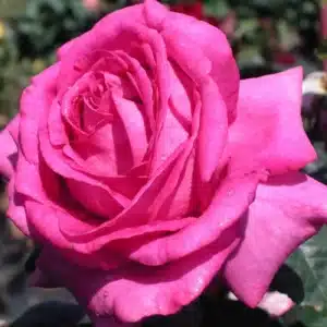 Parfum-de-Paris-Garden View Nursery1