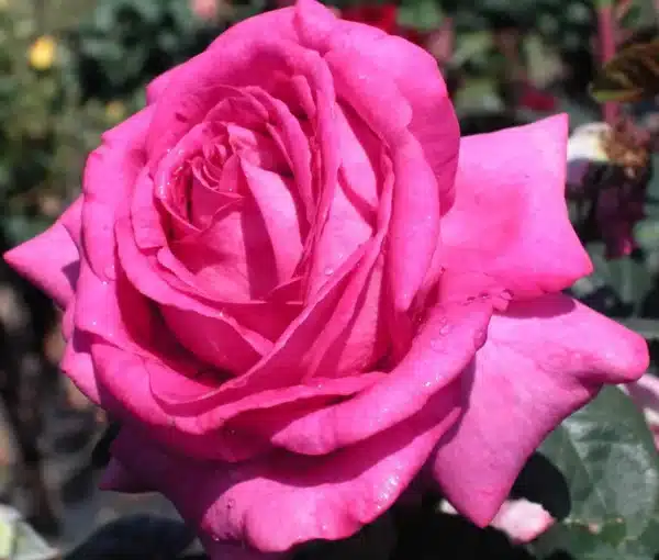 Parfum-de-Paris-Garden View Nursery1