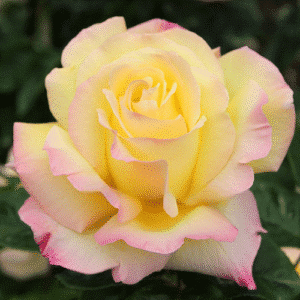 Peace_Garden-View-Nursery