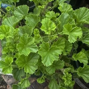 Pelargonium-Citrosum_GardenView-Nursery