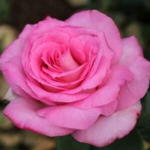 Perfume-Passion-GardenView-Nursery