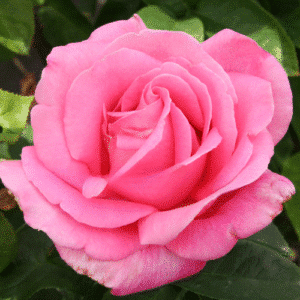 PerfumeDelight_GardenView-Nursery