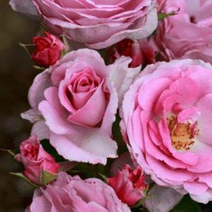 PerfumePerfection_Garden-View-Nursery