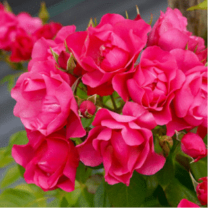 Pink-Forest-Rose Garden View Nursery