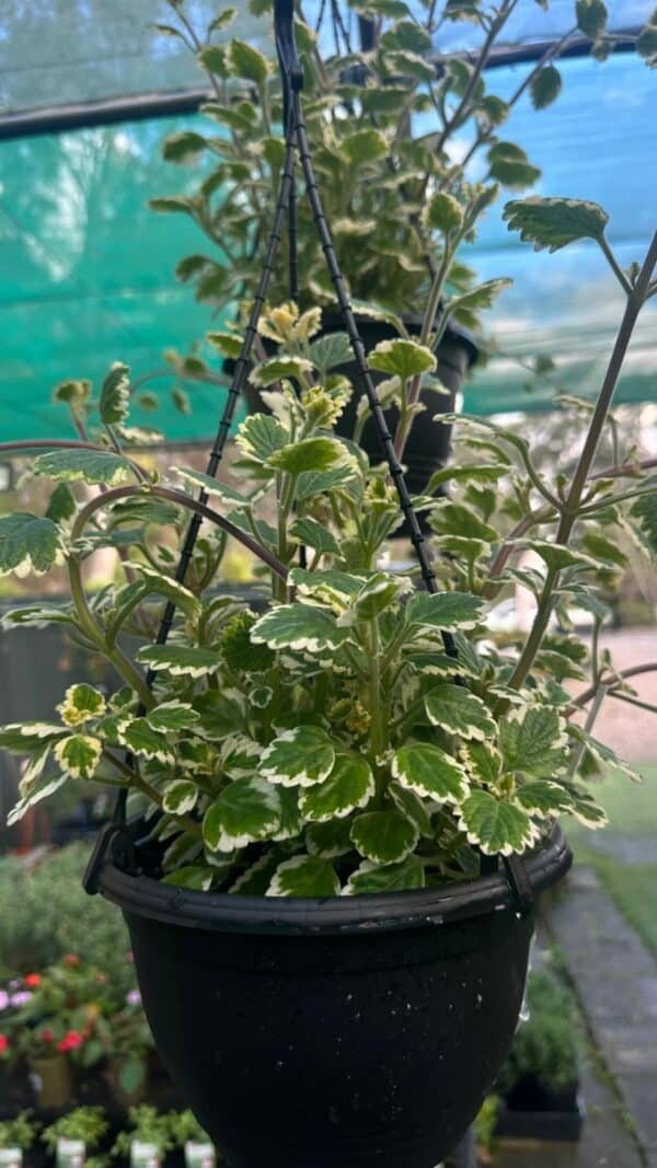 Plectranthus-Variegated_GardenView-Nursery