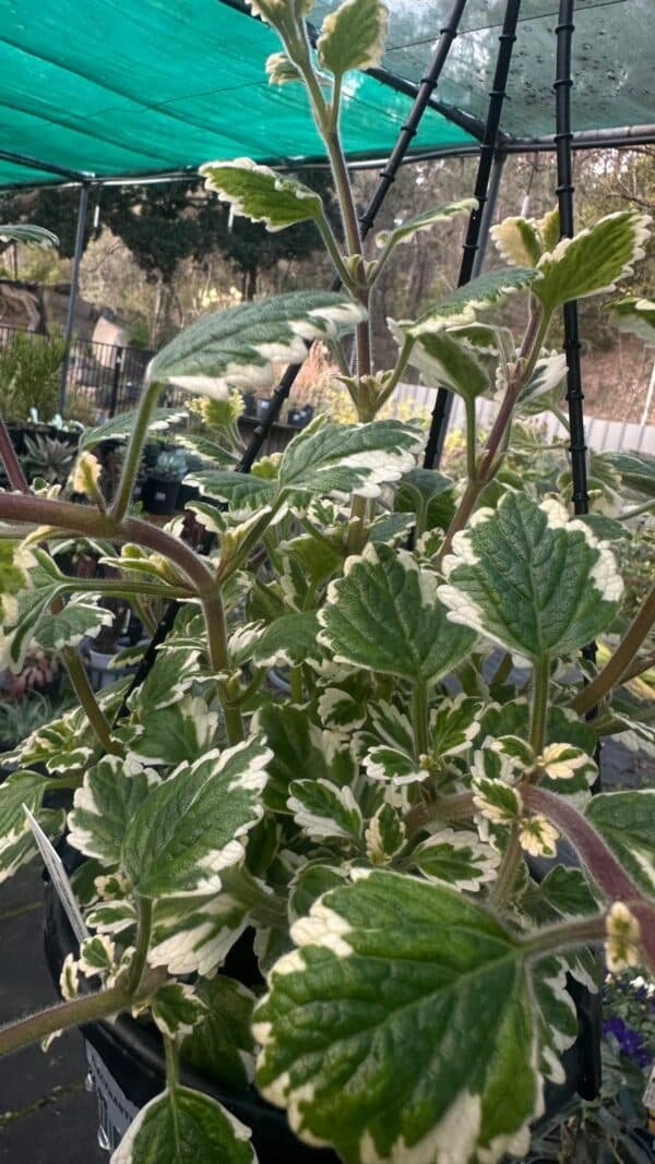 Plectranthus-Variegated_GardenView-Nursery