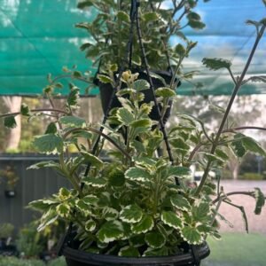 Plectranthus-Variegated_GardenView-Nursery