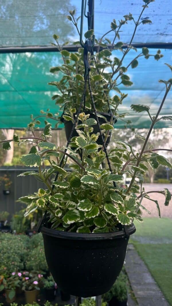 Plectranthus-Variegated_GardenView-Nursery