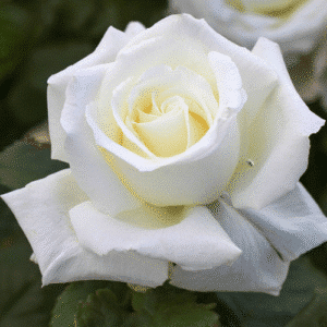 Pope-John-Paul_GardenView-Nursery