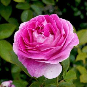 Raspberry-Cupcake_GardenView Nursery
