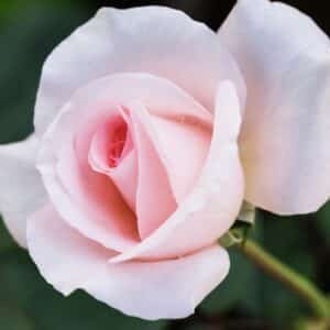 Rose-Flamingo-Garden View Nursery