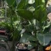STRELITZIA NICOLAI_Gardenview Nursery