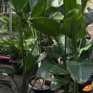 STRELITZIA NICOLAI_Gardenview Nursery