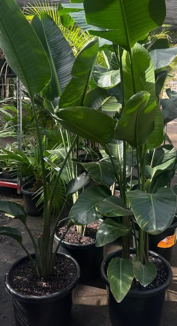 STRELITZIA NICOLAI_Gardenview Nursery
