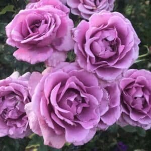 Shocking-Blue-GardenView-Nursery