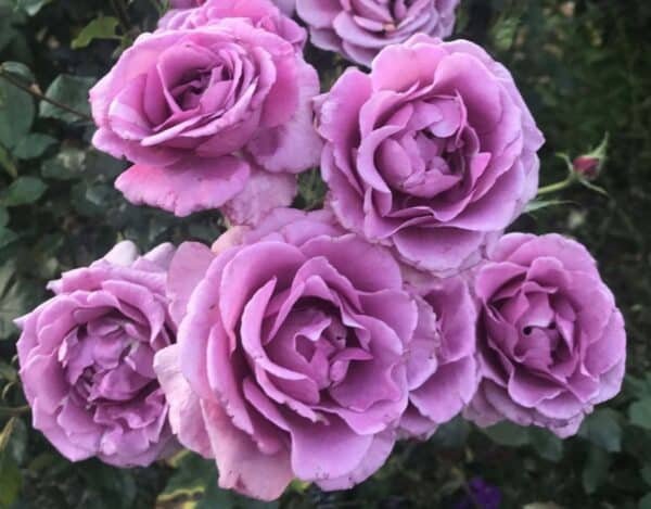 Shocking-Blue-GardenView-Nursery