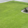 Sir Grange Zoysia - GardenView Plant Nursery