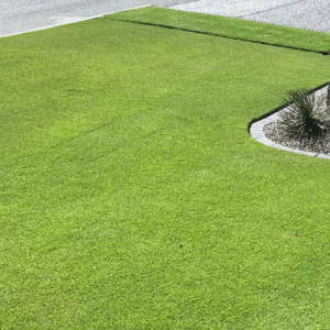 Sir Grange Zoysia Lawn